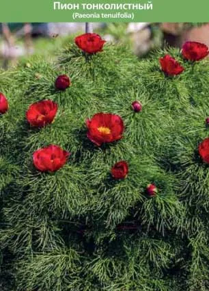 Bazsarózsa finom levelű (fotó) leírása és növekszik, a helyszínen a kertben, ház és a szobanövények