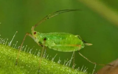 Божур фина листна, култивиране Angustifolia и поддръжка, описание