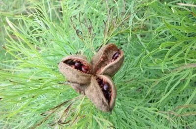 Bazsarózsa finom levelű, angustifolia termesztés és karbantartás, leírás