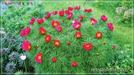 Божур тънколистните (снимка) описание и расте, на мястото на градина, вила и стайни растения