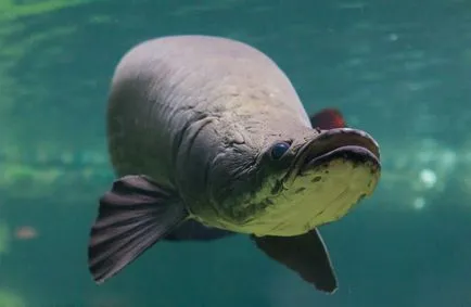 Pirarucu - a legnagyobb édesvízi hal a világon (6 kép), a legérdekesebb