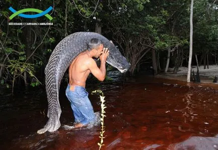 Pirarucu - a legnagyobb édesvízi hal a világon (6 kép), a legérdekesebb