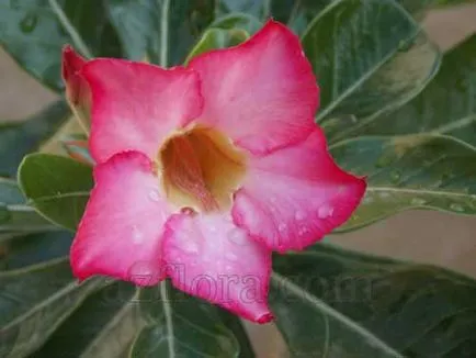 Пресаждането Adenium, изборът на почвата и пот