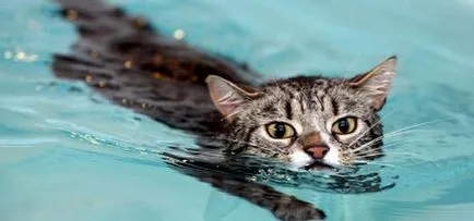 Miért macskák félnek a víz, a cikk