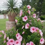 hrănire hibiscus