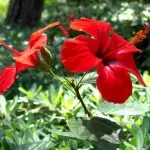 hrănire hibiscus