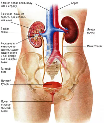 Structura de rinichi uman și funcția