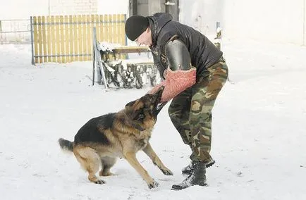 Elkészítése és karbantartása szolgálati kutyák különböző fajták kennelben MIA