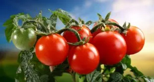 засаждане домати