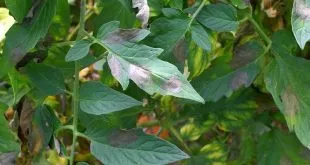 tomate plantare