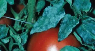 tomate plantare