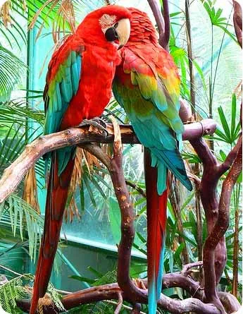 fotografii Macaws, conținut, dieta