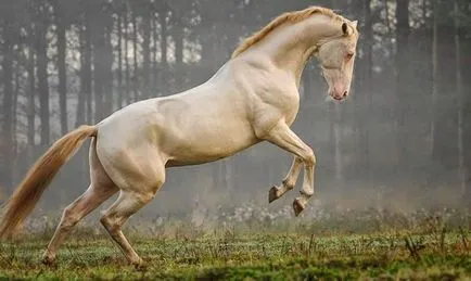 Akhal-Теке порода коне