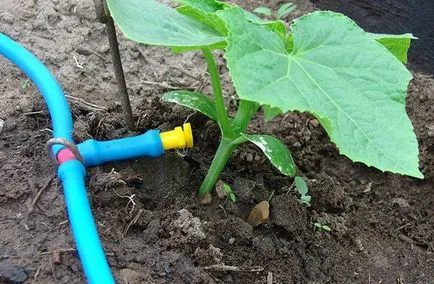 Засяване и грижи за краставици в оранжерията