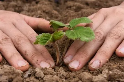 Plantarea căpșuni cum să planteze