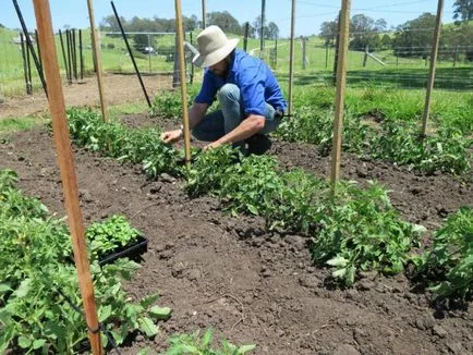 Tomate într-un teren deschis în plantarea suburbii și în creștere