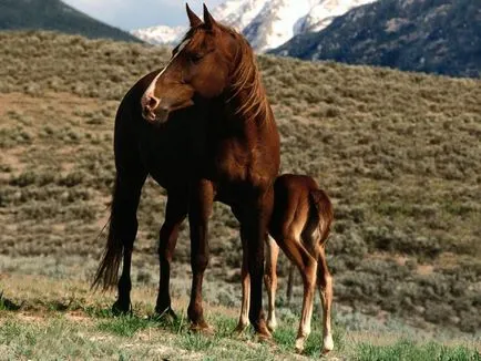 Akhal-Teke lófajta