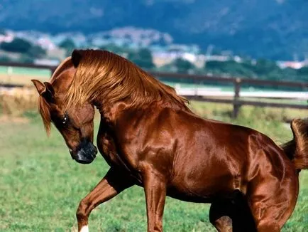 Akhal-Теке порода коне