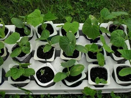 Ültetés és ápolása uborka üvegházban