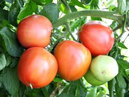 Tomate Rodeos zmeură, grădină cresc!