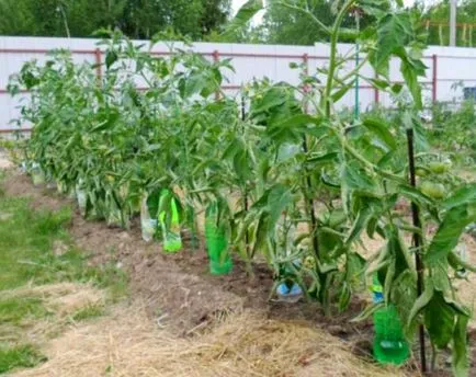 Tomate Rodeos zmeură, grădină cresc!