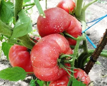 Tomate Rodeos zmeură, grădină cresc!