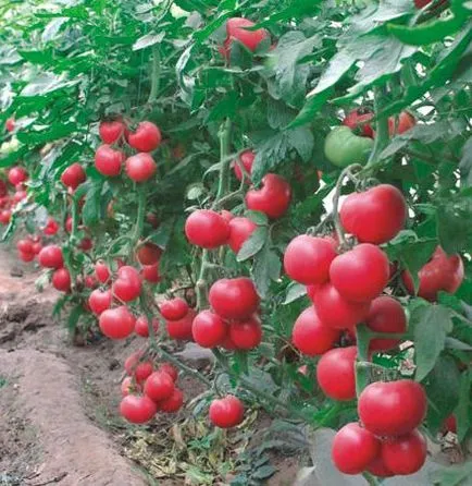 Tomate Rodeos zmeură, grădină cresc!