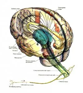 Diencephalikus szindróma - mi ez