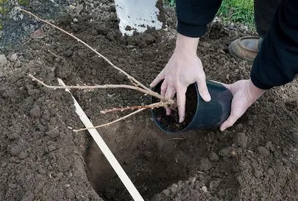 Szabályzat növekvő és gondozó a bokrok fekete ribizli