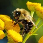 Промишлени пчеларство характеристики на индустрията и перспективи за развитие - celhozportal