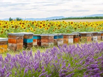 Пчеларството индустрия в България и други страни