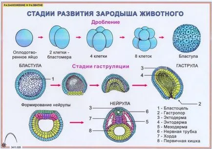 Произходът на човека като вид - studopediya