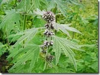 Motherwort тинктура Motherwort снимка как да се възползват от тинктура от Leonurus, berendeyka -