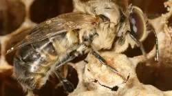 albinele lucrătoare - etape de dezvoltare, funcție și de viață a insectei