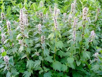 Motherwort - полезни свойства, приложение в медицината