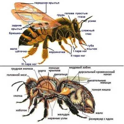 albinele lucrătoare - etape de dezvoltare, funcție și de viață a insectei