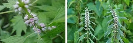 Motherwort тинктура Motherwort снимка как да се възползват от тинктура от Leonurus, berendeyka -