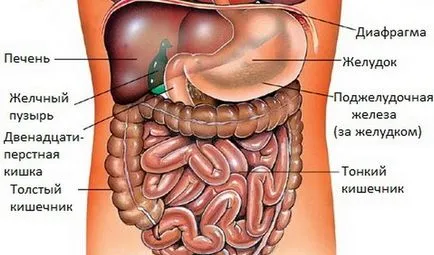 Amplasarea organelor interne în cavitatea abdominală și desen toracice - Info Sanatate