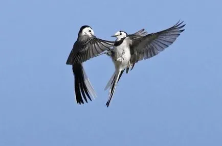 Codobatură descriere pasăre, fotografii, habitat, tipuri de voce