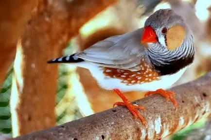 Bird Finch - de îngrijire și întreținere la domiciliu