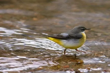 Codobatură descriere pasăre, fotografii, habitat, tipuri de voce