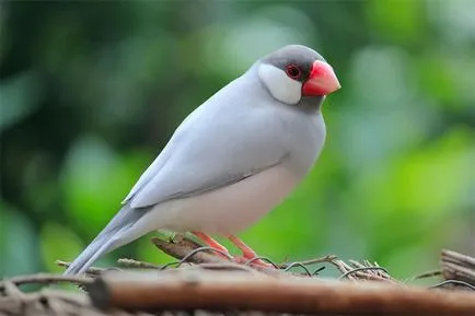 Bird Finch - de îngrijire și întreținere la domiciliu