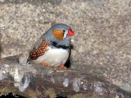 Bird Финч - грижа и поддръжка в домашни условия