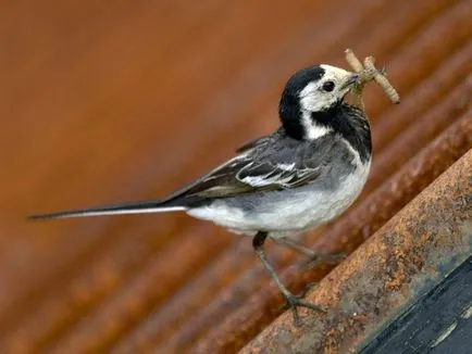 Codobatură descriere pasăre, fotografii, habitat, tipuri de voce