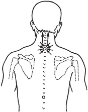 zonele reflexogene