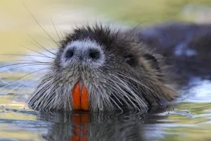 Tenyésztési nutria otthon, mint egy üzleti - részletes videót a tartalmat, sejtgyűjtés