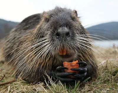 Tenyésztési nutria otthon, mint egy üzleti - részletes videót a tartalmat, sejtgyűjtés