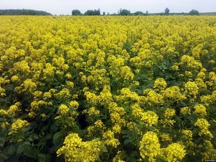 Plant zöldtrágya műtrágyaként a kertben, amely a legjobban ültetett tavasszal és ősszel