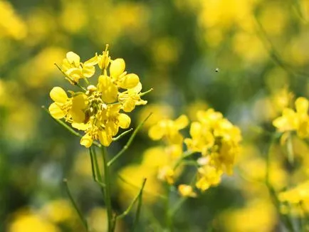 Plant zöldtrágya műtrágyaként a kertben, amely a legjobban ültetett tavasszal és ősszel