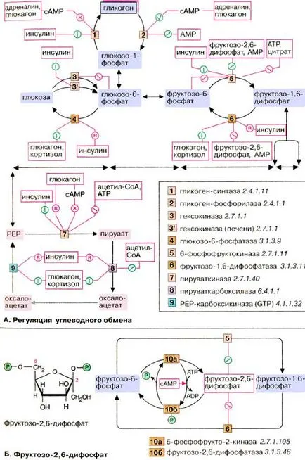 Reglarea metabolismului glucidelor